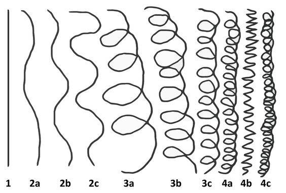Classification des types de cheveu